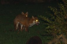 20210107 (1)_Red_Foxes_Mating.JPG