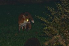 20210107 (2)_Red_Foxes_Mating.JPG