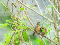 White Throated Munia2-2.jpg