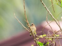 White Throated Munia2-3.jpg