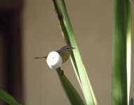 Orange-crowned Warbler.jpg