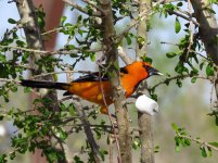 Altamira Oriole.jpg