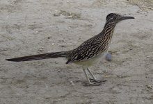 Greater Roadrunner.jpg