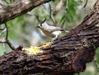 Black-crested Titmouse.jpg