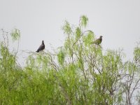 Red-billed Pigeon.jpg