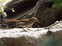 Long-billed Thrasher.jpg