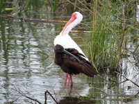 White and Glossy Ibis.jpg