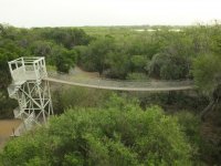 Canopy bridge.jpg