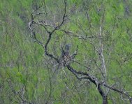 Hook-billed Kite.jpg