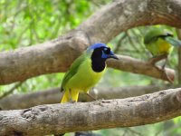 Green Jay..jpg