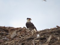 Crested Caracara.jpg