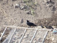 Chihuahuan Raven.jpg