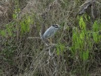 Yellow-crowned Night Heron.jpg