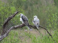 White-tailed Kites.jpg