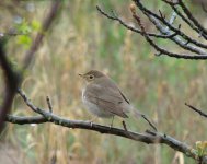 Swainsons Thrush.jpg