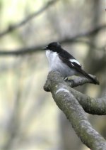 pied-flycatcher-2web.jpg