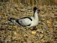 Avocet3web.jpg