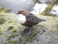 Dipper2-originalweb.jpg