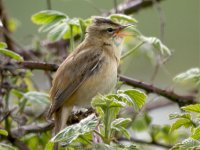 Sedge-Warbler-1web.jpg