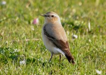 Wheatear2web.jpg