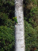 120109-Yellow-eared~Parrot-1.jpg