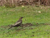 Ring Ouzel.jpg