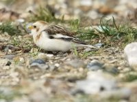 Snow Bunting.jpg