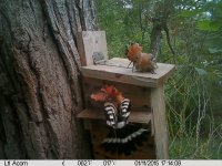 Hoopoe nest box | BirdForum