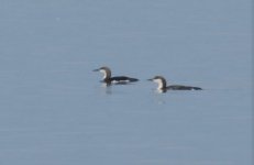 Black throated divers Gulg of Kalloni  c Eleni Galinou Lesvos Birders.JPG