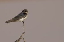 Barn Swallow Juv1.jpg