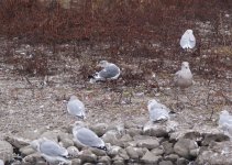 Larus_sp_Oct30_large.jpg