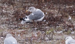 Larus_sp_Oct30.jpg