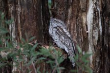 Frogmouth.jpg