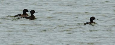 DSC09822 Tufted Duck @ San Tin.jpg