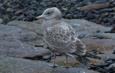 American Herring Gull Standing 002.jpg