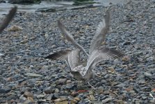 American Herring Gull Tail & Wings 002.jpg