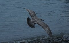 American Herring Gull Tail & Wings 003.jpg