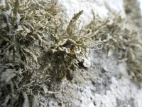 Lichen  01 (small).jpg