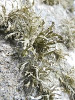 Lichen  02 (small).jpg