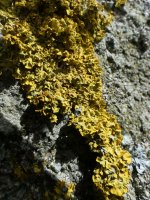 Lichen  03 (small).jpg