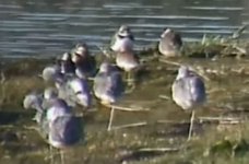 2021-04-12 Littkle Ringed Plovers.jpg