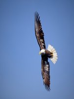 Bald Eagle Banking 1.jpg