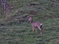 Roe Deer April 2021.jpg