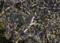 Collared Dove 8.4.21.jpg