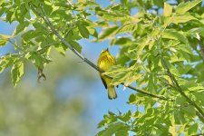 Yellow Warbler 3.jpg