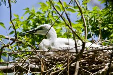 Great Egret (1).jpeg