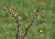 Yellowhammer in pear tree.jpg