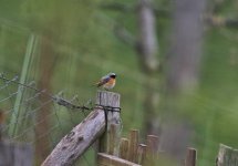 Common Redstart May.jpg