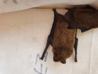 Kuhl's Pipistrelle and Nathusius Pipistrelle.JPG