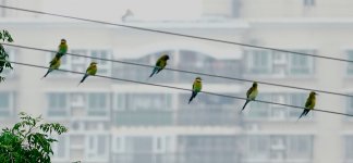 DSC00092 Blue-tailed Bee Eater @ San Tin.jpg